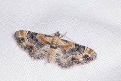 Eupithecia linariata