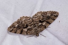 Peribatodes secundaria