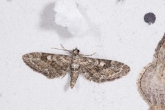 Eupithecia nanata