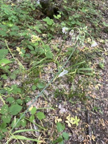 Allium tripedale, photograph 2