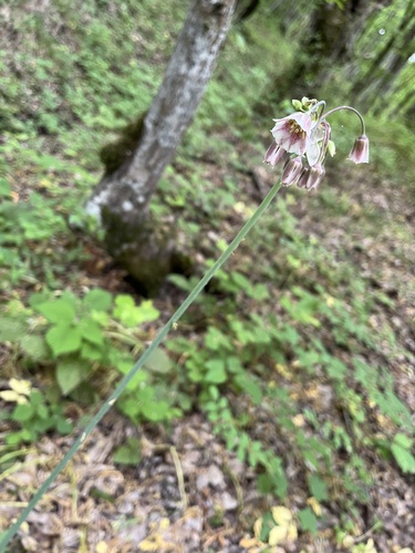 Allium tripedale
