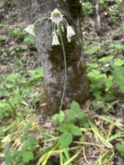 Allium tripedale, photograph (c) нина рафаиловна, some rights reserved (CC BY)