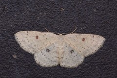 Cyclophora albipunctata