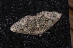 Cleorodes lichenaria