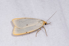 Cybosia mesomella