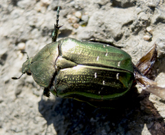 Cetonia aurata