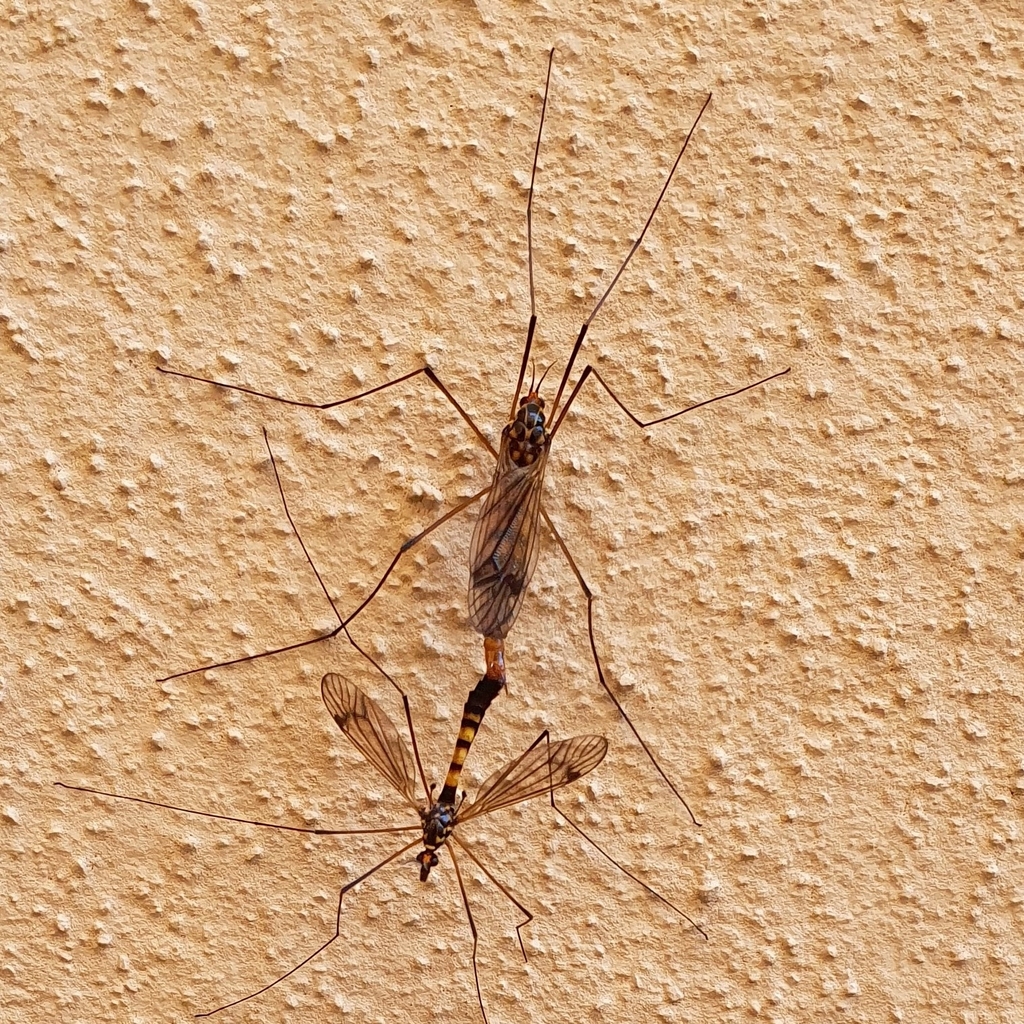 Néphrotome safrané