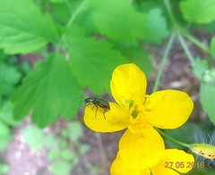 Malachius bipustulatus