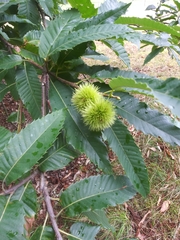 Castanea sativa