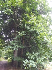 Castanea sativa