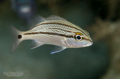 Sailors Choice photo 4