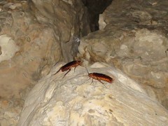 Periplaneta americana