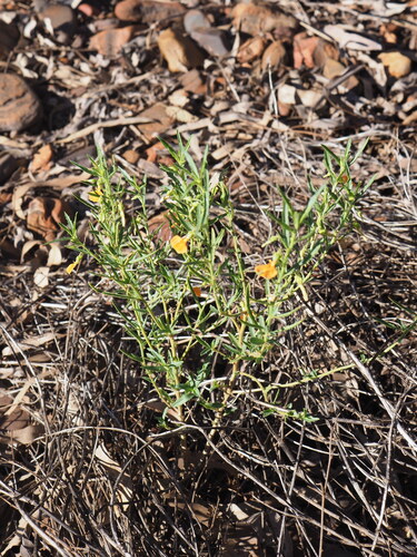Image of Pigea aurantiaca by (c) Hugo Innes, some rights reserved (CC BY)