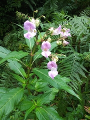 Impatiens glandulifera