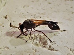 Delta dimidiatipenne