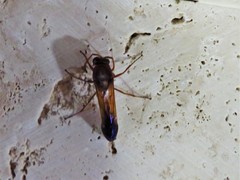 Delta dimidiatipenne