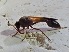 Delta dimidiatipenne