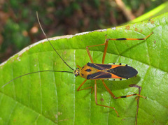 Stenoscelidea tibialis