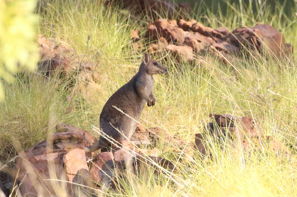 Short-Eared Rock-Wallaby