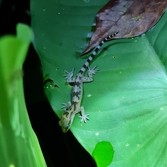 Annulated Bow-Fingered Gecko photo 4