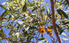 Eucalyptus miniata