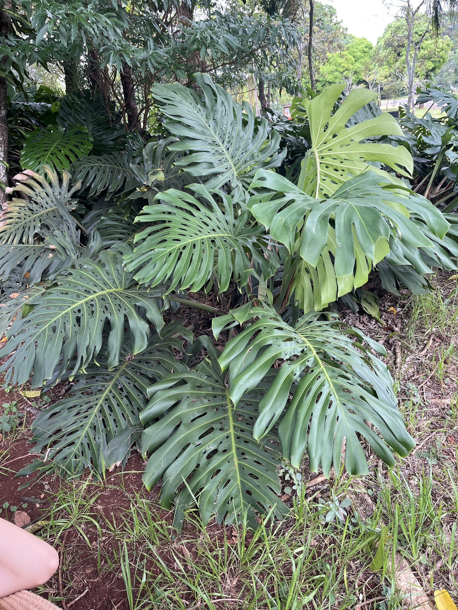 Monstera deliciosa