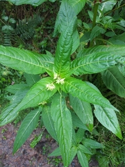 Impatiens glandulifera