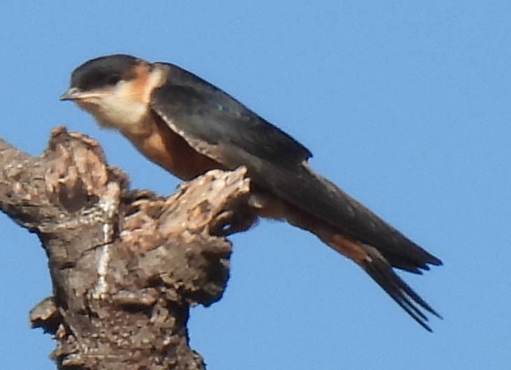 Mosque Swallow (Cecropis senegalensis), photo 2
