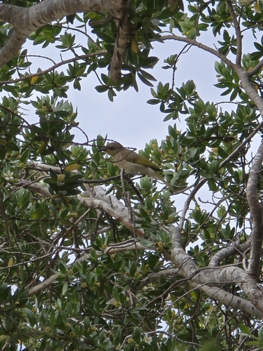 Lichmera indistincta