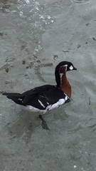 Branta ruficollis