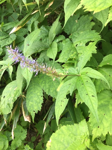 Veronicastrum japonicum iNat (2)
