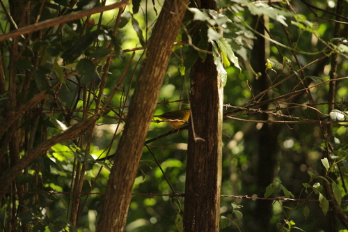 Flavescent Warbler (Myiothlypis flaveola), photo 9