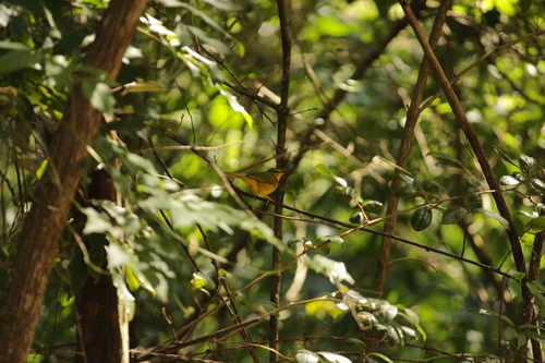 Flavescent Warbler (Myiothlypis flaveola), photo 8