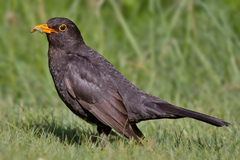 Common Blackbird photo 3