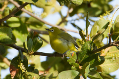 Zosterops flavilateralis