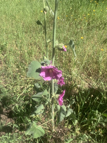 Foto de Malva-rosa