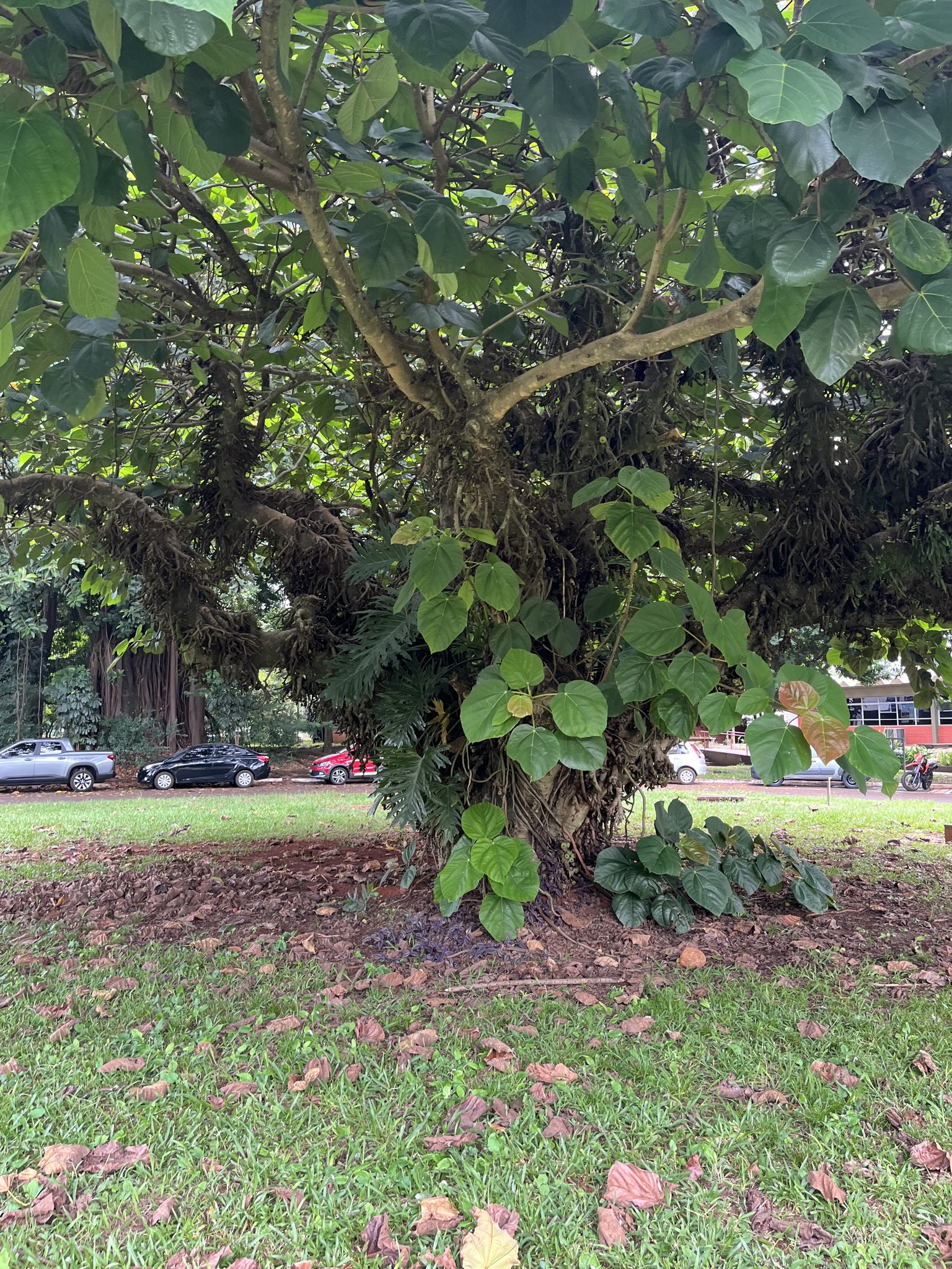 Ficus auriculata