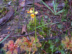 Diuris palustris