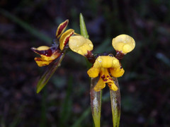 Diuris palustris