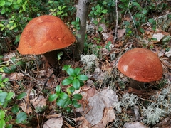 Leccinum vulpinum