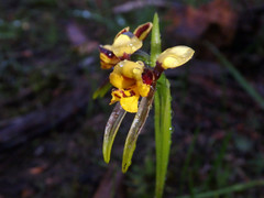 Diuris palustris