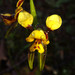 Swamp Diuris - Photo (c) Geoffrey Cox, some rights reserved (CC BY-NC), uploaded by Geoffrey Cox
