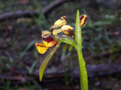 Diuris palustris