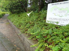 Lilium formosanum × lilium longiflorum
