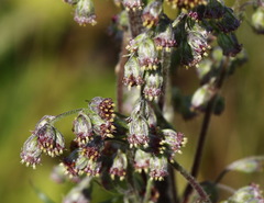 Artemisia vulgaris kamtschatica