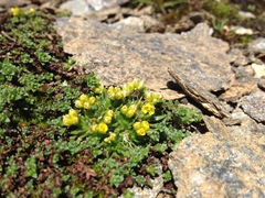 Draba hoppeana