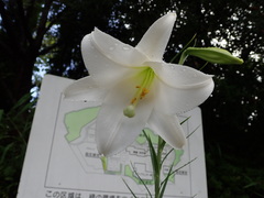 Lilium formosanum × lilium longiflorum