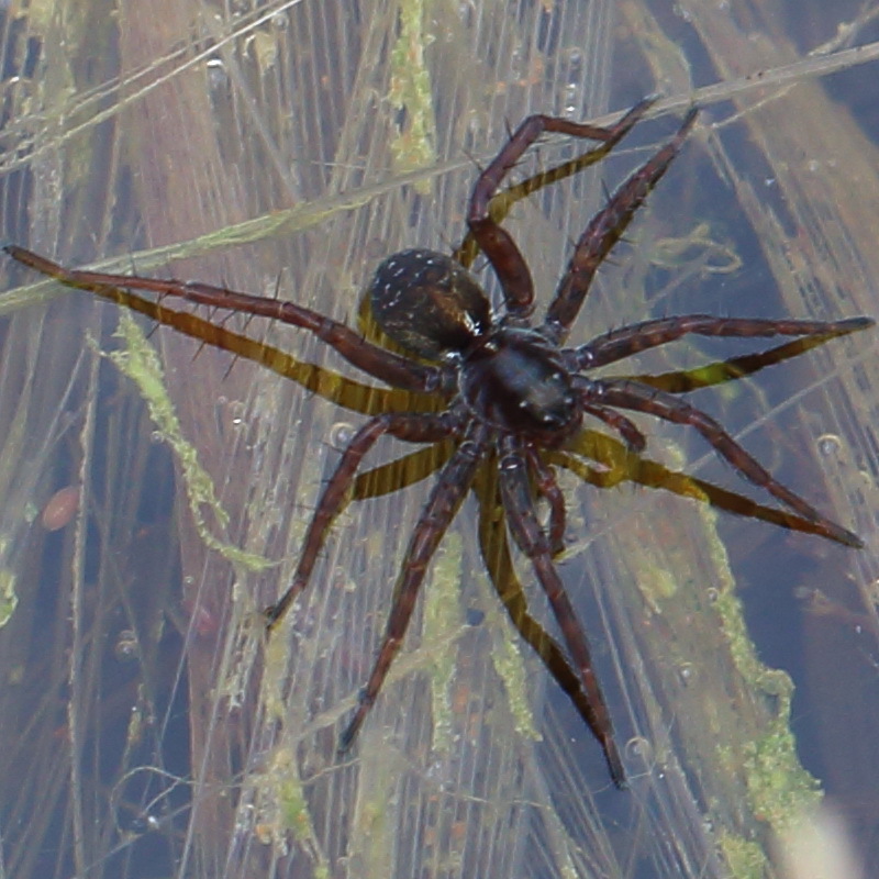 Комплекс Pardosa pullata