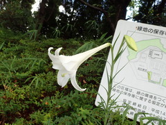 Lilium formosanum × lilium longiflorum