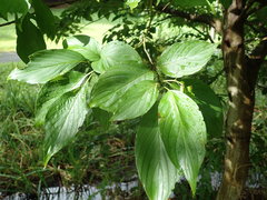Cornus macrophylla